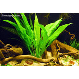 Mix of 5 echinodorus (sink plants)