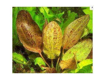 Mix of 10 echinodorus (sink plants)