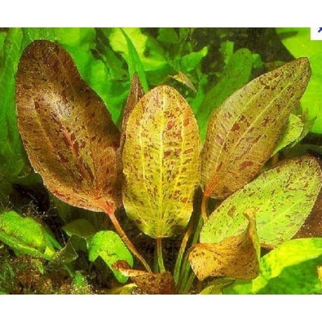Mix van 10 Echinodorus (zwaaardplanten)