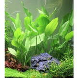 Melange de 10 echinodorus (plantes d'evier)