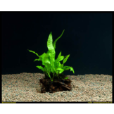 Melange d'eau froide pendant 45 cm Aquarium