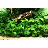 Koudwatermix voor 45 cm aquarium