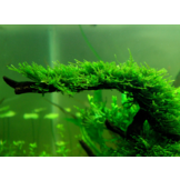 Cold water mix for 60 cm aquarium