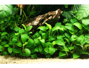 Cold water mix for 60 cm aquarium
