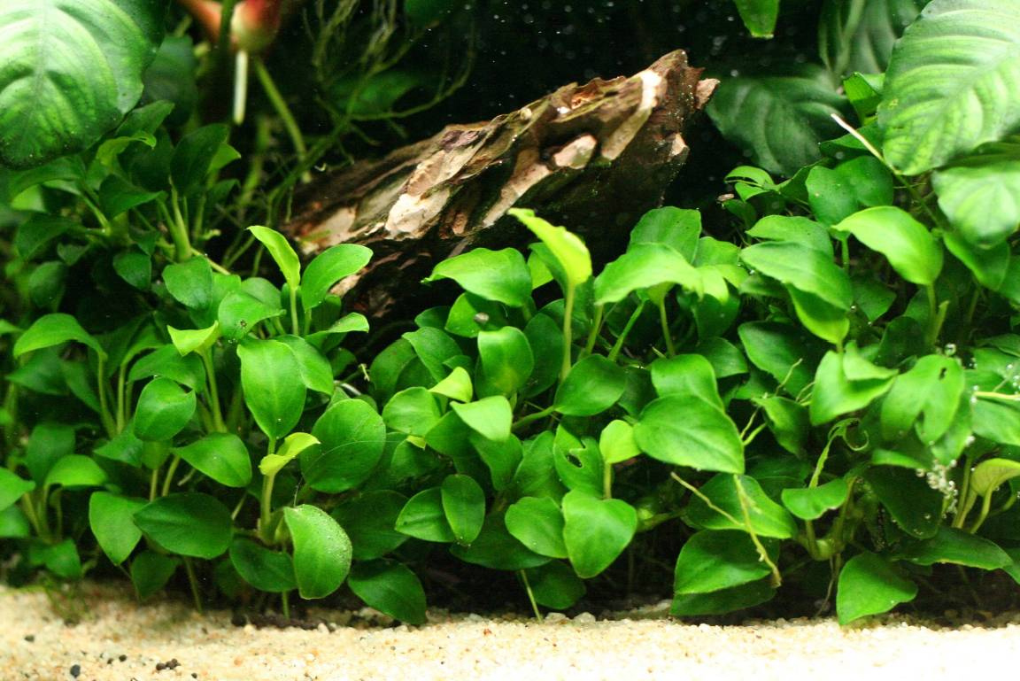 Cold water mix for 60 cm aquarium