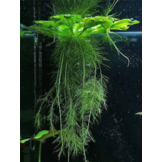 Koudwatermix  voor 75 cm aquarium