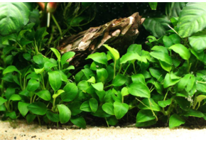 Koudwatermix  voor 90 cm aquarium