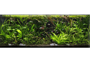 Jungle Aquascape plantenmix voor 45 cm aquarium
