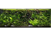 Jungle Aquascape Plant mix for 60 cm aquarium