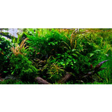Jungle Aquascape Plant mix for 60 cm aquarium