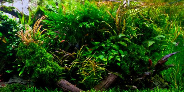 Jungle Aquascape Plant mix for 75 cm aquarium