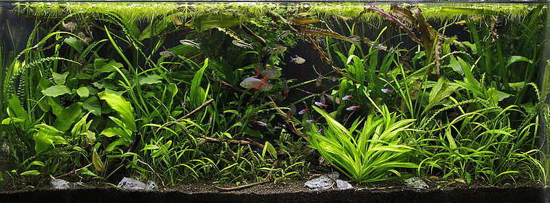 Jungle Aquascape plantenmix voor 90 cm aquarium