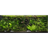 Jungle Aquascape Plant Melange pour Aquarium de 120 cm