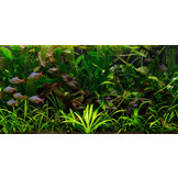 Jungle Aquascape plantenmix voor 120 cm aquarium