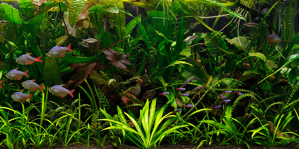 Jungle Aquascape Plant Melange pour Aquarium de 120 cm