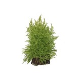 Tropica Taxiphyllum Alternanche Taiwan Moss '1-2-grandir