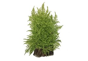 Tropica Taxiphyllum 'Taiwan Moss' 1-2-grandir