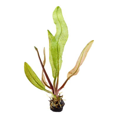 Tropica Aponogeton madagascariensis 1-2-grow! (medium)