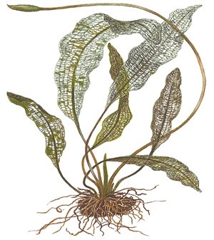 Tropica Aponogeton madagascariensis 1-2-grow! (medium)