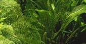 Tropica Aponogeton madagascariensis 1-2-grow! (medium)