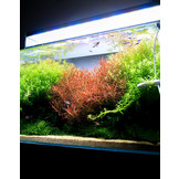 Twinstar verlichting E-line III EC