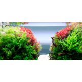 Systeme d'adaptation d'eclairage S-Line III SP a  TwinStar + gratis dimmer