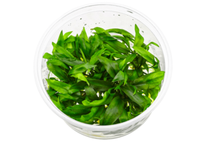 Cryptocoryne Pygmaea in vitro