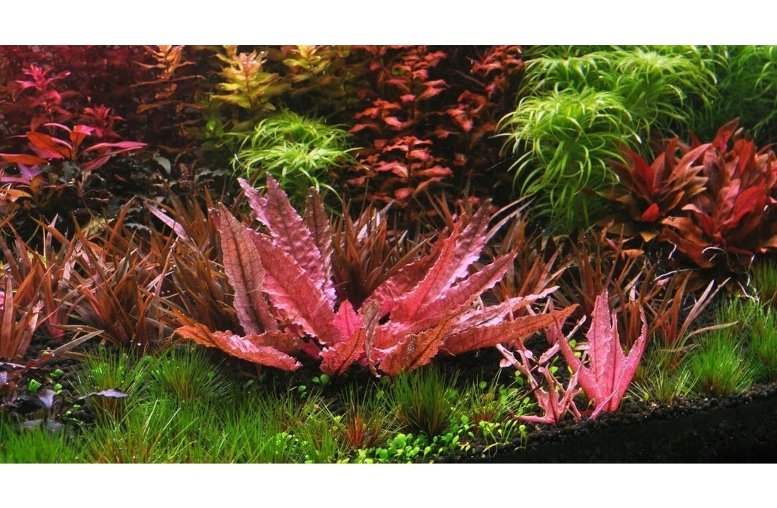 Cryptocoryne wendtii Flamingo