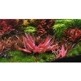 Cryptocoryne wendtii Flamingo - limited edition