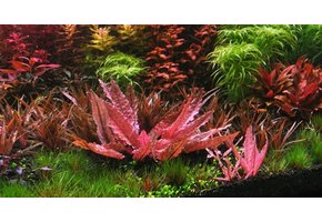 Cryptocoryne wendtii Flamingo - limited edition