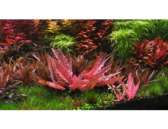 Cryptocoryne wendtii Flamingo - limited edition