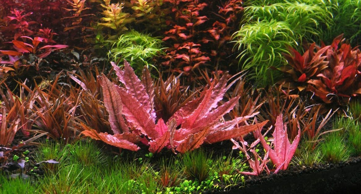 Cryptocoryne Wendtii Flamingo