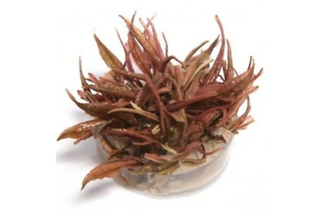 Cryptocoryne wendtii Flamingo