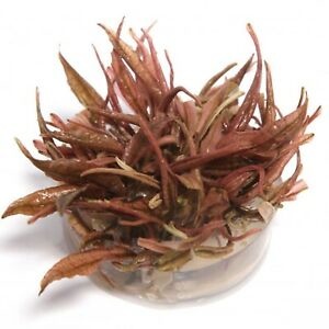 Cryptocoryne Wendtii Flamingo