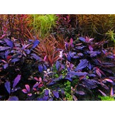 Bucephalandra Brownie Ghost - In Vitro