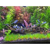 Bucephalandra Brownie Ghost - In Vitro