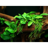 Anubias Barteri Var. Nana 'Mini Mini'
