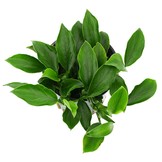 Anabias Barteri Var. Nana 'Paxing'