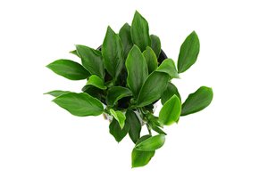 Anubias Barteri Var. Nana 'Paxing'