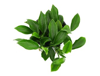 Anubias barteri var. nana 'Paxing'