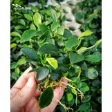 Anabias Barteri Var. Nana 'Paxing'