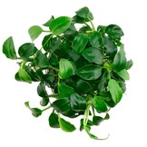 Anubias Barteri Var. Nana 'Mini Mini'