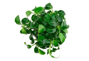 Anubias Barteri Var. Nana 'Mini Mini'