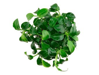 Anubias Barteri Var. Nana 'Mini Mini'