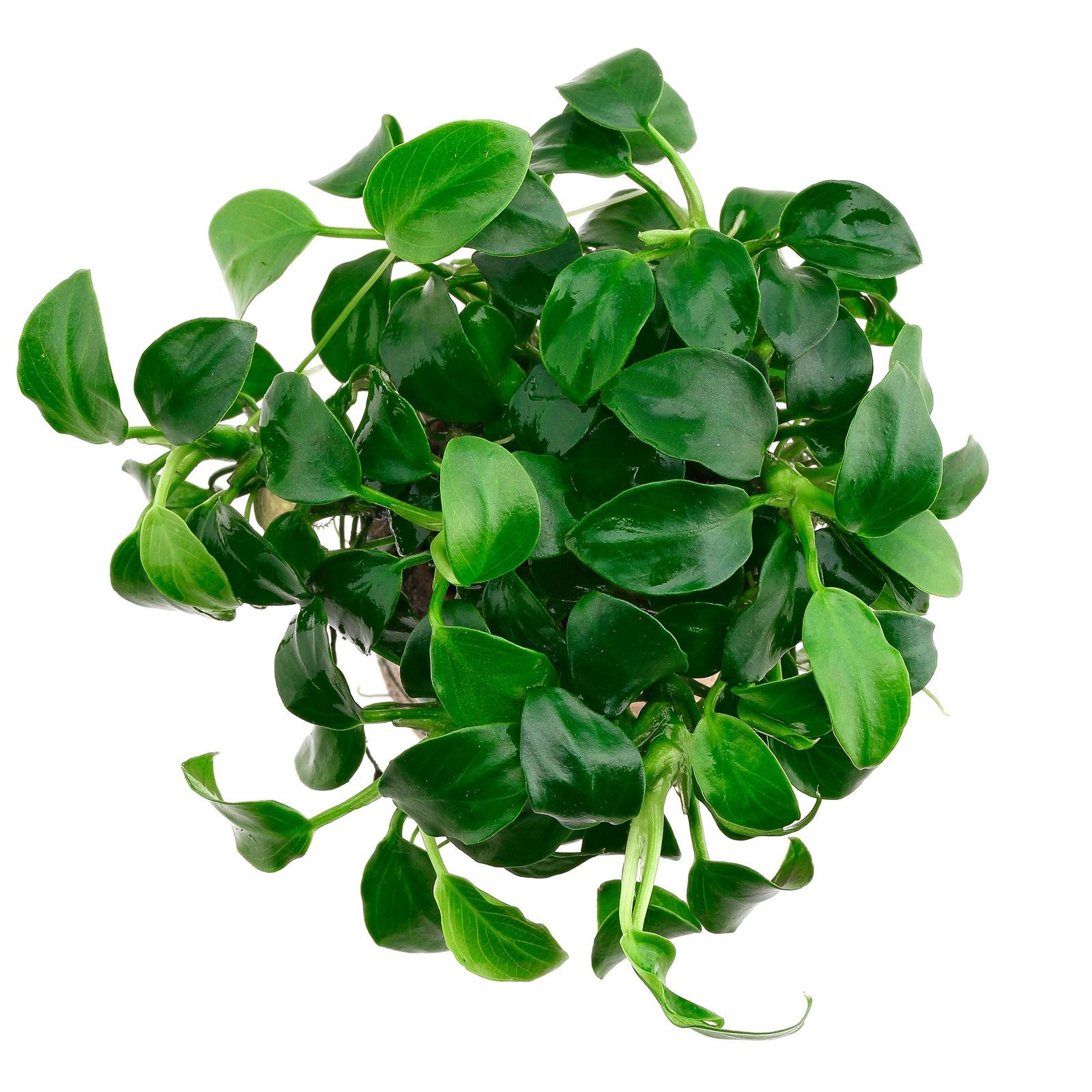 Anubias Barteri Var. Nana 'Mini Mini'