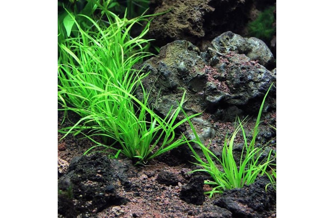 Juncus repens
