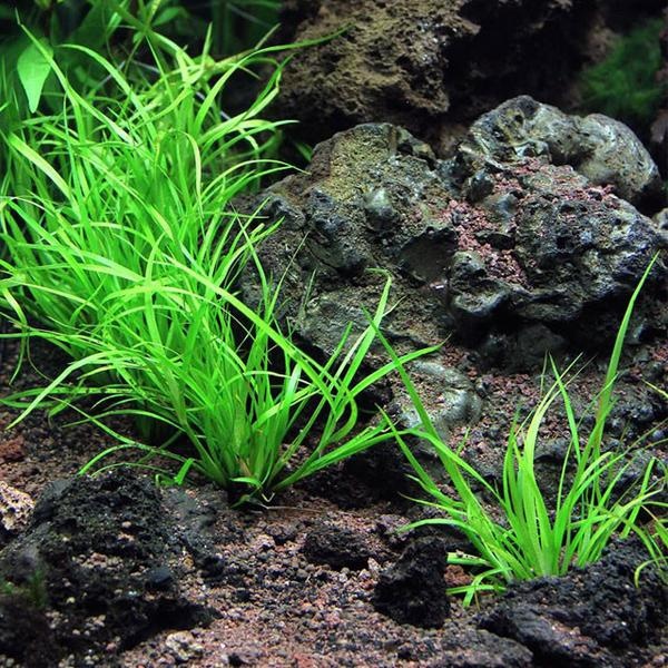 Juncus repens In vitro