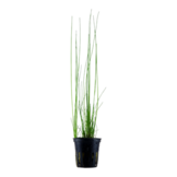 Eleocharis montevidensis