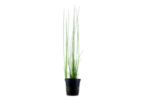 Eleocharis montevidensis