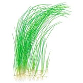 Eleocharis montevidensis